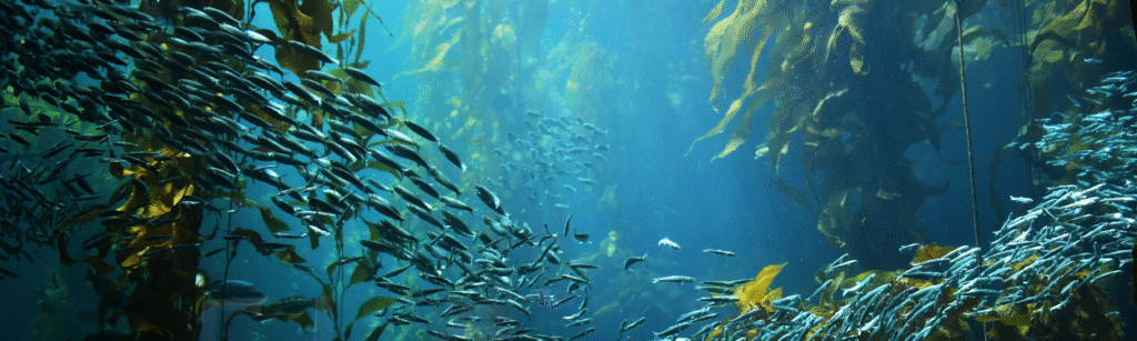 Underwater kelp forest with schooling fish, representing marine sustainability green technology for marinas